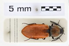 Foto (Dorsalansicht) von Anostirus dalmatinus (NHMW-ZOO-COL-0008650)
